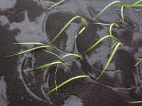 Der Wind zaubert mit den Blättern Kreise in den Sand